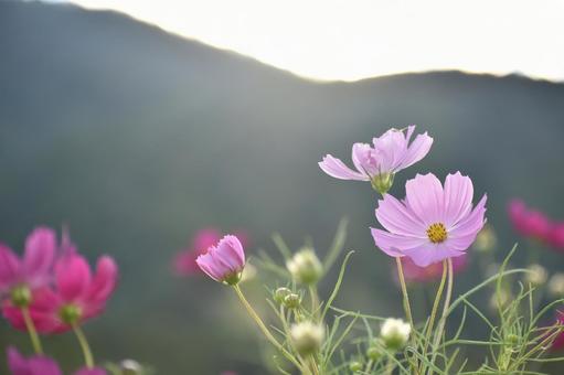 コスモス② コスモス②の写真