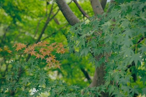 紅葉 もみじ,椛,植物の写真素材