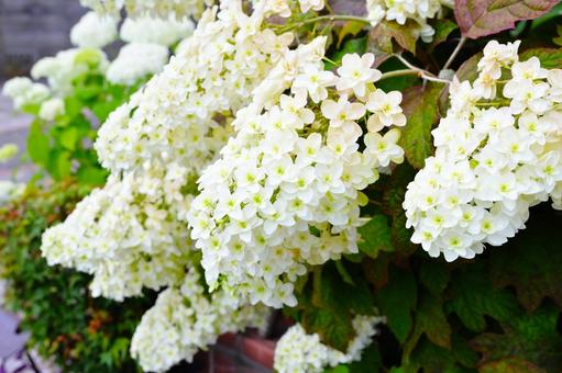 A cluster of white hydrangea flowers blooming in early summer, JPG A cluster of white hydrangea flowers blooming in early summer, JPG