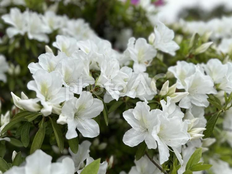白いツツジの花と蕾（街路樹） ツツジ,花,グリーンの写真素材