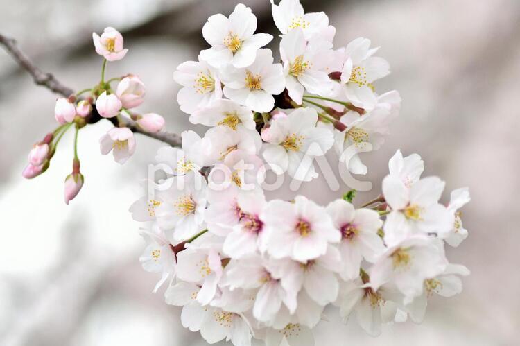 ソメイヨシノ 白い花とピンクのつぼみアップ 桜の花,ソメイヨシノ,桜の写真素材