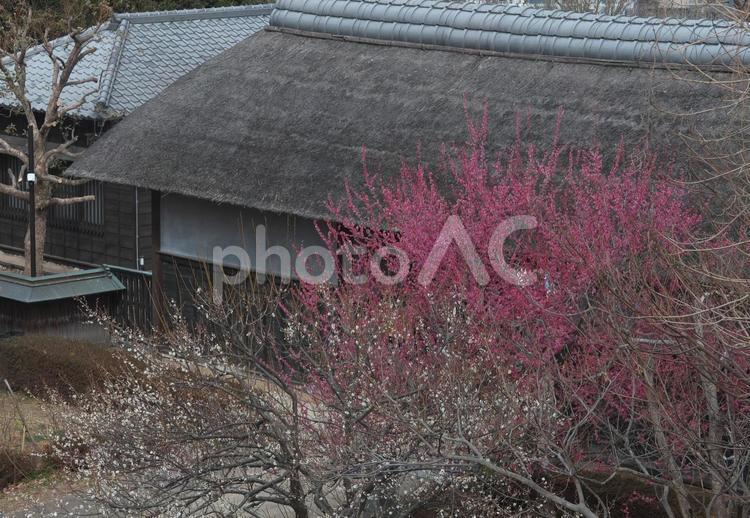 梅林と長屋門 梅林,ウメ,梅の写真素材