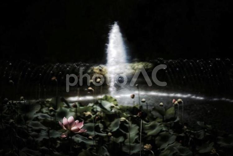 蓮池 蓮,噴水,花の写真素材