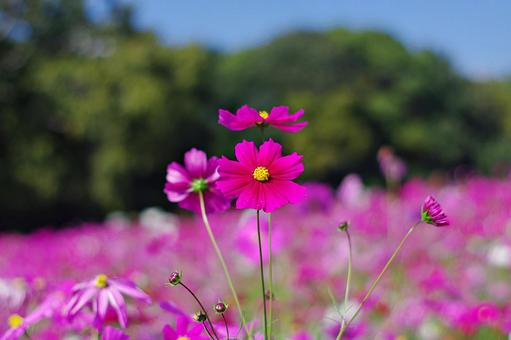 秋桜幻想 秋桜幻想の写真