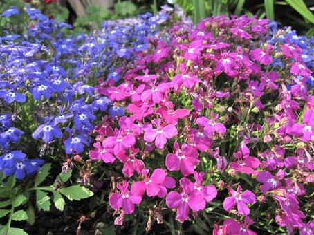 ロベリア・瑠璃溝隠 咲く風景 ロベリア・瑠璃溝隠 咲く風景 ロベリア,蝶形花,円錐花序の写真素材