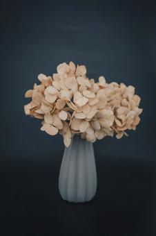 紫陽花 紫陽花の写真
