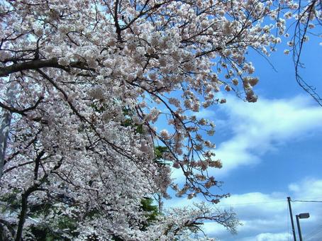 清水公園の桜-53 清水公園の桜-53の写真