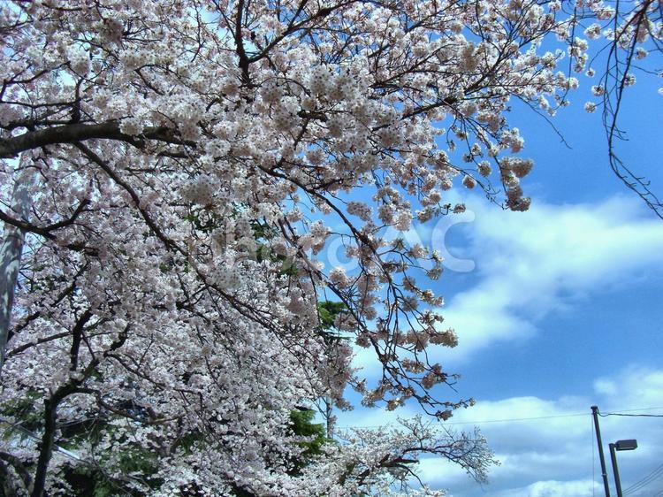 清水公園の桜-53 清水公園,千葉県野田市,桜の木の写真素材