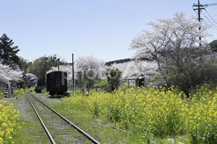 ローカル線.風景.3 春,さくら,菜の花の写真素材