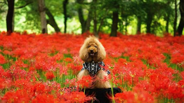 彼岸花とミニチュアプードル 彼岸花とミニチュアプードルの写真