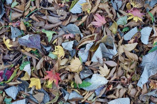 落ち葉の絨毯 落葉,枯葉,紅葉の写真素材