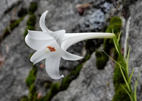 【花の写真】タカサゴユリ 【花の写真】タカサゴユリの写真