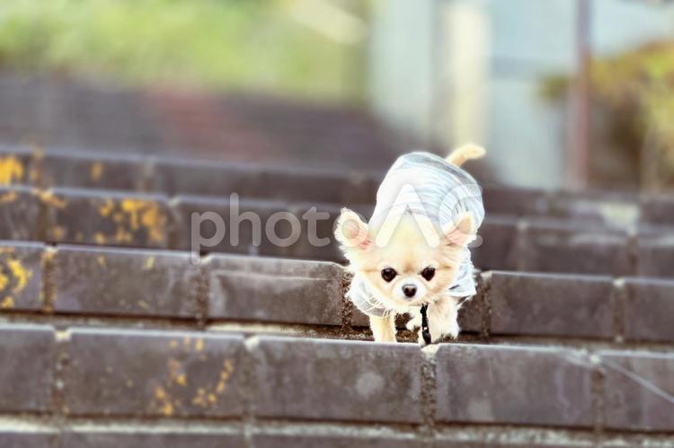 チワワとお散歩、階段を降りる２ チワワ,犬,ペットの写真素材