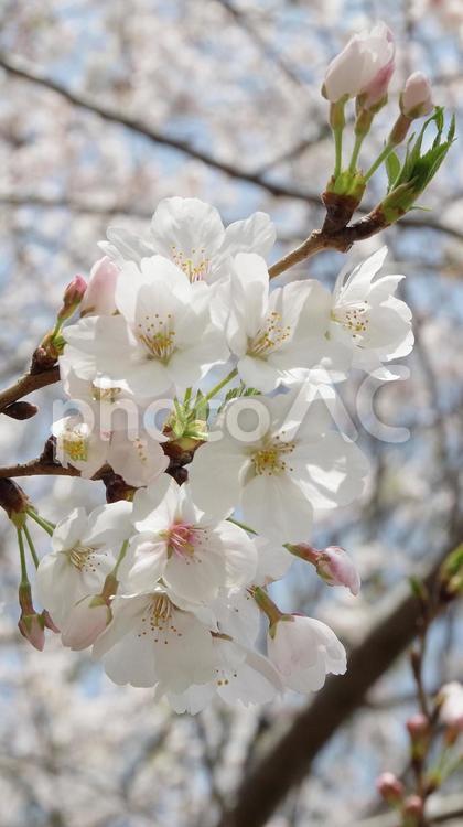 桜の花とつぼみ 桜,花,ソメイヨシノの写真素材