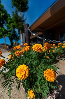 マリーゴールドの夏 マリーゴールド,花,オレンジの写真素材