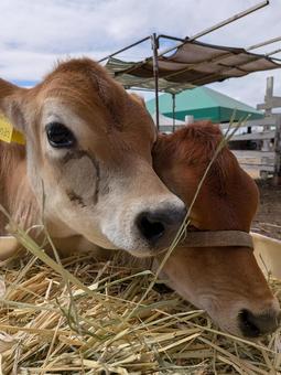 牛 牛,うし,子牛の写真素材