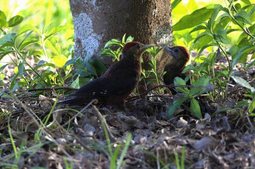 ノグチゲラの親子 やんばるの森 ノグチゲラの親子 やんばるの森の写真