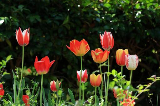 色とりどりに咲き誇る赤白黄色 チューリップ,花,ユリ科の植物の写真素材