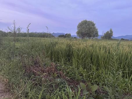 畑 畑 田んぼ,畑,田舎の写真素材
