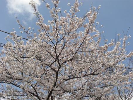 清水公園の桜-44 清水公園の桜-44の写真