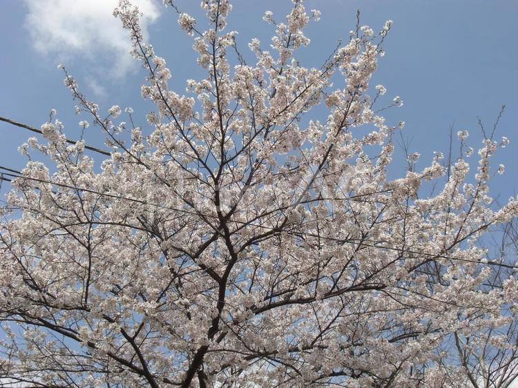 清水公園の桜-44 清水公園,千葉県野田市,桜の木の写真素材