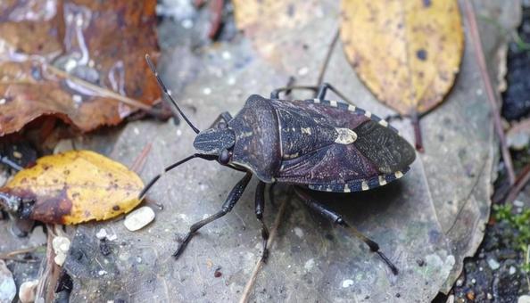 秋の昆虫黒いカメムシと落ち葉の写真