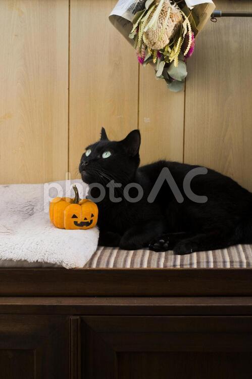 黒猫とハロウィンかぼちゃ 猫,黒猫,ねこの写真素材