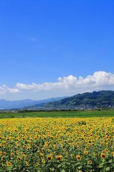 中山町のひまわり畑 中山町のひまわり畑の写真