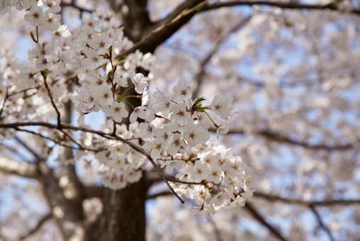 桜のアップ 桜のアップの写真