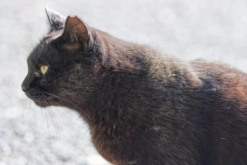 黒猫の横顔 黒猫,クロネコ,ノラネコの写真素材