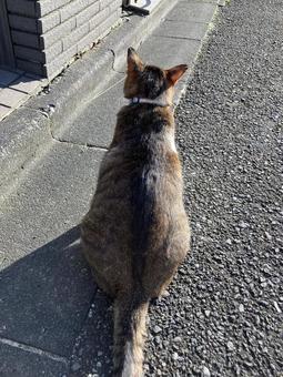 cat, JPG