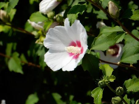[Flower photo] White Rose of Sharon, JPG