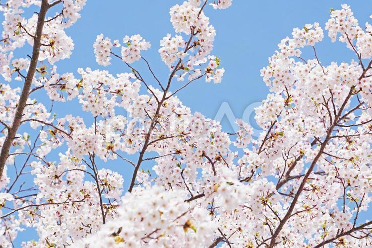 青空と桜のアップ さくら,桜,桜の花の写真素材