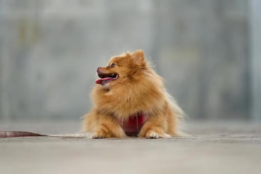 ふわふわポメラニアン ふわふわポメラニアン 犬,ポメラニアン,ポメの写真素材