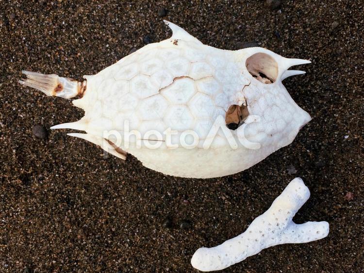 ハコフグの骨とサンゴ ハコフグ,サンゴ,珊瑚の写真素材