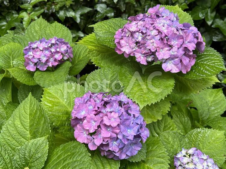 鮮やかに咲くピンク、紫色のアジサイの花 ピンク,紫,鮮やかの写真素材