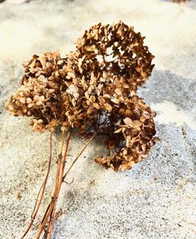 アジサイの花がら アジサイ,紫陽花,花がらの写真素材