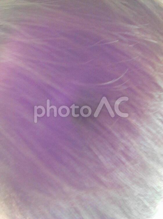 フサフサ　グラデーション 毛,幻想的,白の写真素材