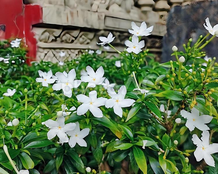 美しく咲いている白いジャスミンの花 ジャスミン,花,白の写真素材