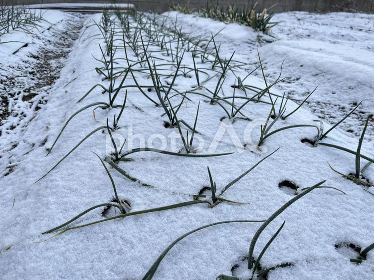 雪が積もった玉ねぎの畑 玉ねぎ,玉ネギ,たまねぎの写真素材
