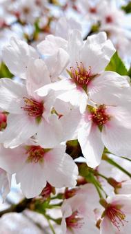 Cherry blossom close-up, JPG