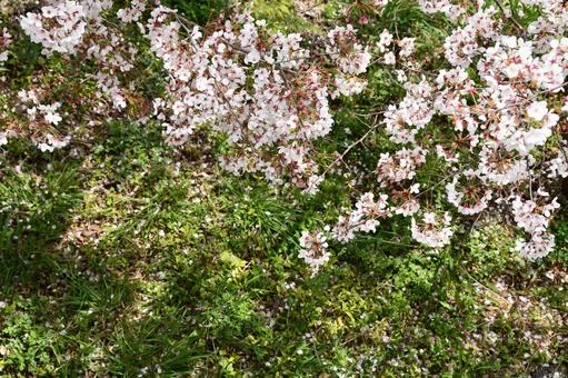 地面に花びらを散らす桜 桜,花,花びらの写真素材