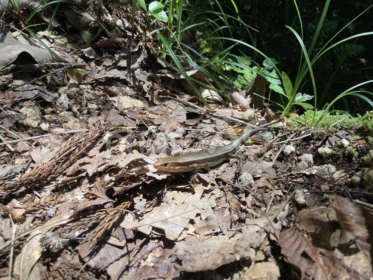 幸運の金色のトカゲ見えますか？　1 トカゲ,金色,ゴールドの写真素材
