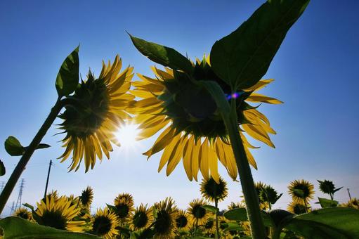 太陽に咲くひまわりの花 太陽に咲くひまわりの花 夏,ひまわり,花の写真素材