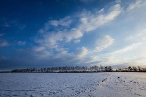 冬の畑と青空 冬の畑と青空の写真