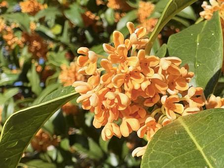 金木犀の花 金木犀,花,木の写真素材