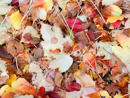 秋の紅葉　落ち葉　鮮やか 秋の紅葉,落ち葉,鮮やかの写真素材