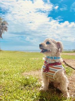 ごきげん ごきげん 犬,ペット,マルチーズの写真素材