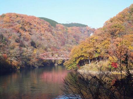 【紅葉写真】美しい紅葉 紅葉,自然,風景の写真素材