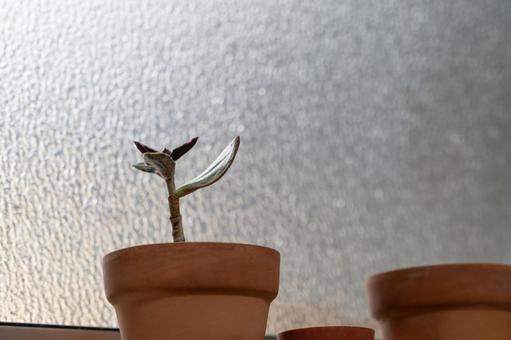 すりガラス越しの多肉植物 多肉植物,観葉植物,鉢植えの写真素材